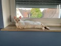 Phoebe (2)
